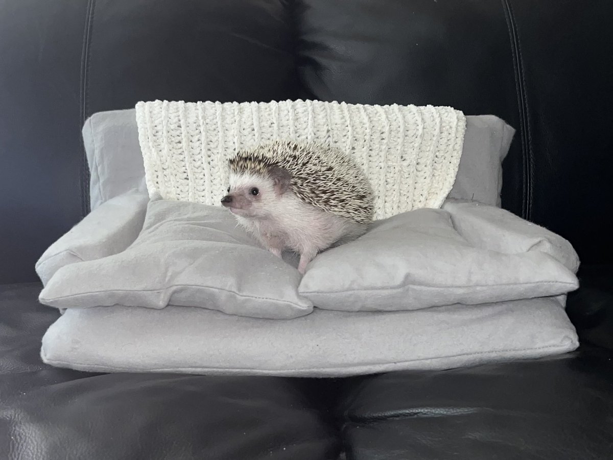 😍😍what a cutie🥹🦔 small pet couch coming soon to my Etsy shop #hedgehog #mini #wednesdaythought #BehindTheScenes #StayTuned #lovemyboy