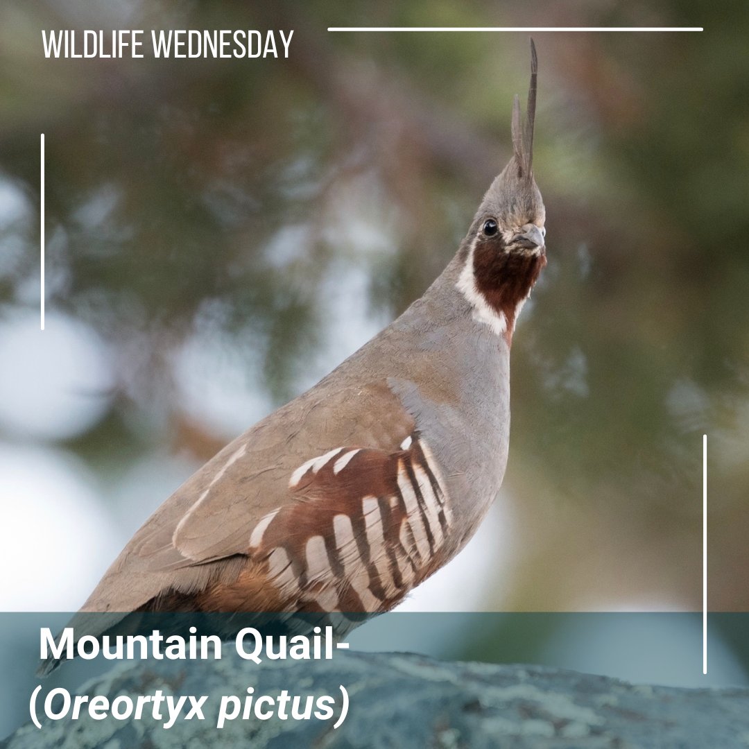 Happy #Wildlifewednesday! The Mountain Quail are easily recognized by their top knots, which are shorter in the female and change color with the seasons and  location of particular populations. Mountain quail primarily move about by walking, flight is usually short and explosive.