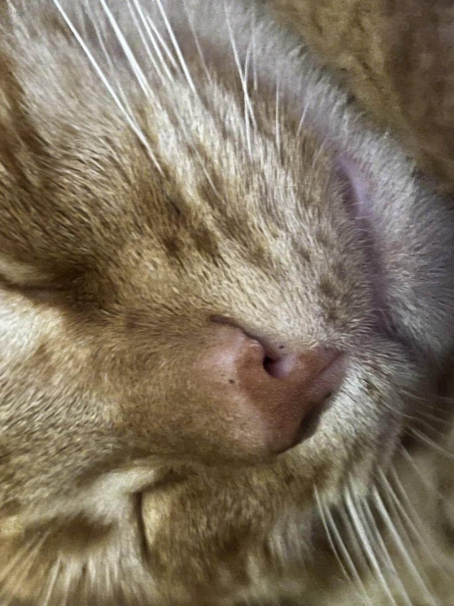 tippythekitten's tweet photo. comfy teef https://t.co/wQoWkfBHLp