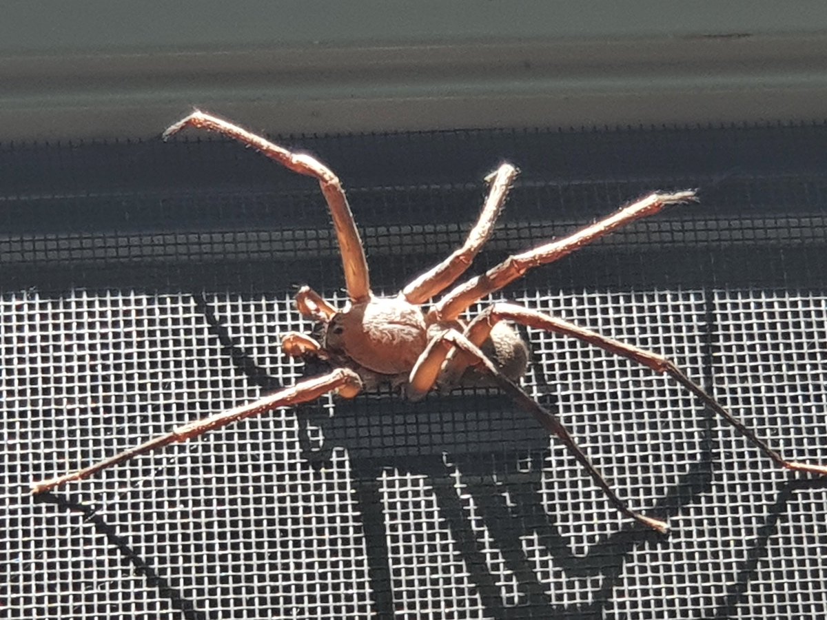 mawagza's tweet photo. @Arachno_Cosas @feliagg Hola! Este es el mismo tipo de araña? https://t.co/Vteew8L8C1