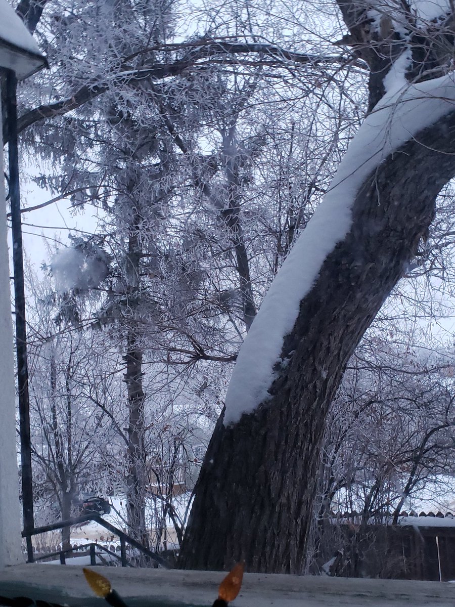 MrWillows's tweet image. Frosty day, locked inside going crazy  slowly.