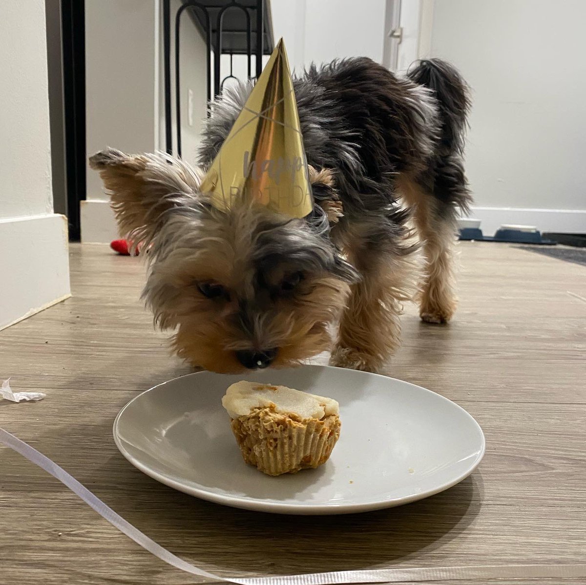tayremi12's tweet photo. @JMarvii He was definitely spoiled https://t.co/iimpRUpp3D