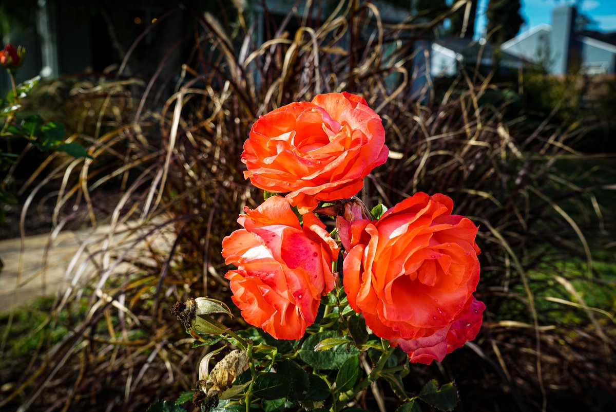 gardenersnotebk's tweet photo. Flowering Now: Roses in the neighborhood – A Gardener's Notebook

https://t.co/6qa0o9o9QM

#roses #flowers #floweringnow #garden #gardening #plants #nature #outdoors #neighborhood #photography https://t.co/PRV45ioC6z