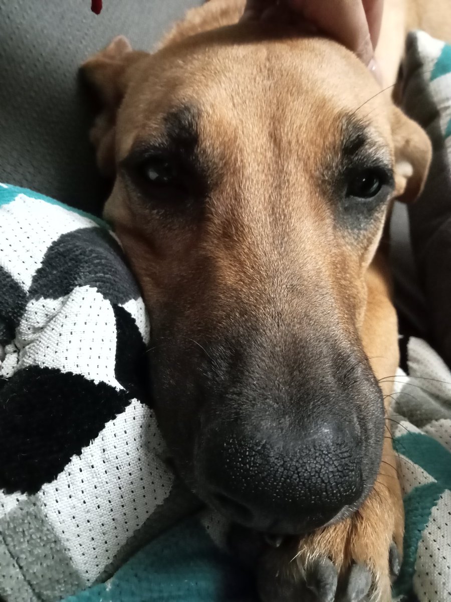 AnnDi CamACho tweet media