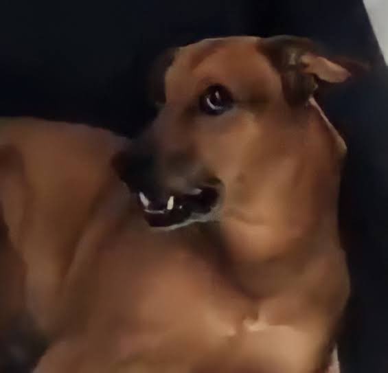 maga patalógica tweet media