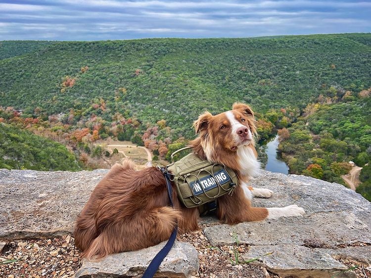 Major Wednesday #wagcrush on this outdoors lover right here 😍

Looking to get in your own mini road trip with the doggos this weekend? Check out our guide for trips and tricks on hitting the road with Fido.👇

dogfriendlysanantonio.com/road-trip-tips…

📸: @luca_theaustralianshepherd
