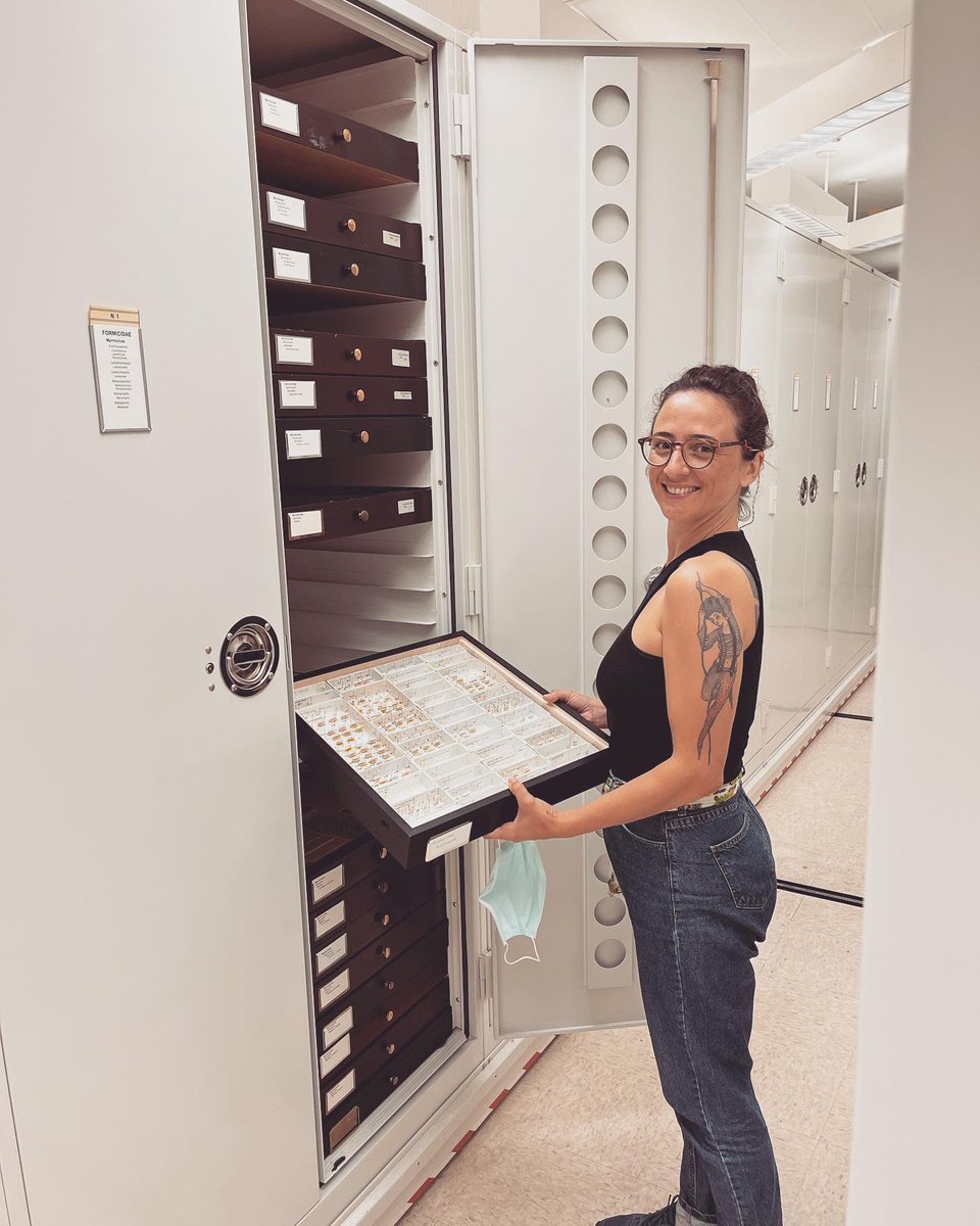 Happy #MuseumSelfieDay !!
I love studying #ant #biodiversity and being able to curate lots of specimens in the institutions I work in (@mzusp @InsectsCornell) or museums and collections I have visited (@smithsonian @rsmfeitosa @MCZHarvard). 💚🐜