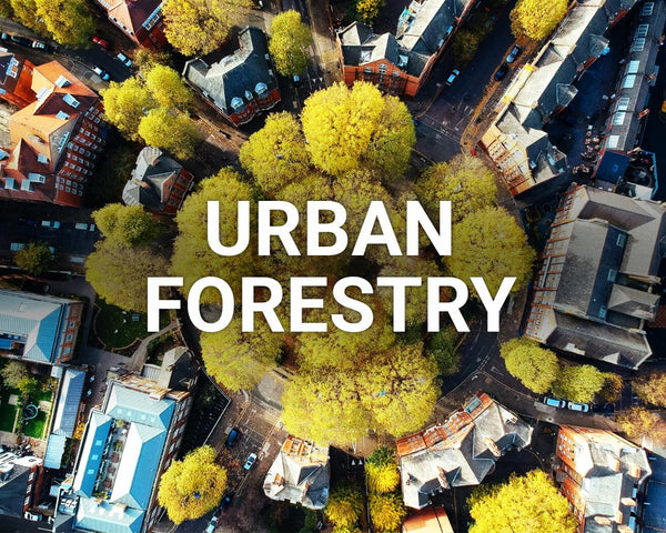 You may not think much of a city tree's impact on your daily life, but #DidYouKnow urban trees and forests save lives? 🏙

In New York City, trees save an average of 8 lives yearly! 🤯🌲

Plant a tree for #UrbanForestry 👇
ow.ly/teyp50Ms2mw