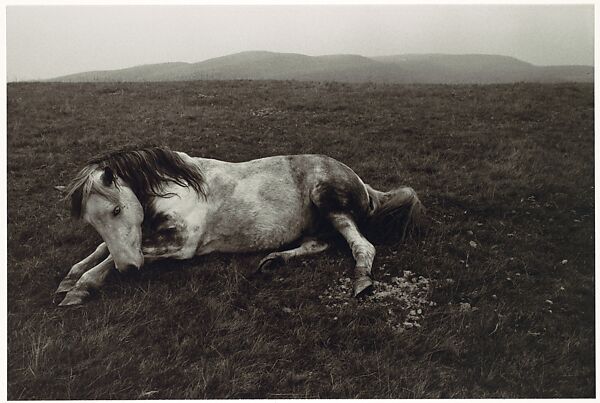 'Horse Lying in a Field' - Bruce Davidson, 1966