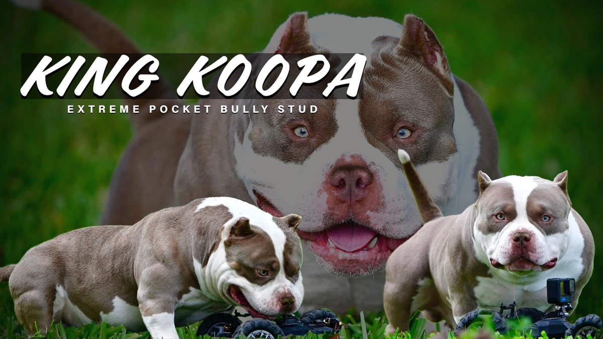 Venomline's tweet photo. King Koopa X Vixen pups πΆ
4X Venom β’ 4X Louis V β’ 2X Casablanca β’ King V β’ Mye-Stro
https://t.co/yu49hnblno
#americanbully #americanbullies #exoticbully #bully #bullies #pocketbully #dogs #puppies #LouisVLineBullys #LouisVLinesVenom #Venomline #Daxline #nfl #nba #fit https://t.co/O6CTUB1eDa