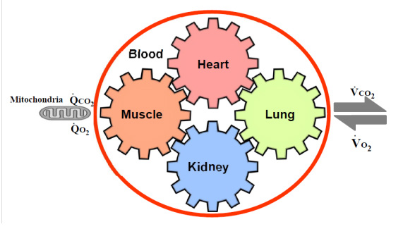Prrmojeditor's tweet photo. New Ideas on Limitations to VO2max: Five Major Determinants...
by Masahiro Kohzuki, MD [ISSN 2377-1658]

Read the full article here: https://t.co/w2AoXy1L8e

For manuscript submission click here: https://t.co/qfO8JxGKhB

#openventio #openacess #openjournal #peerreviewed #medical https://t.co/4kc2KkaYtI