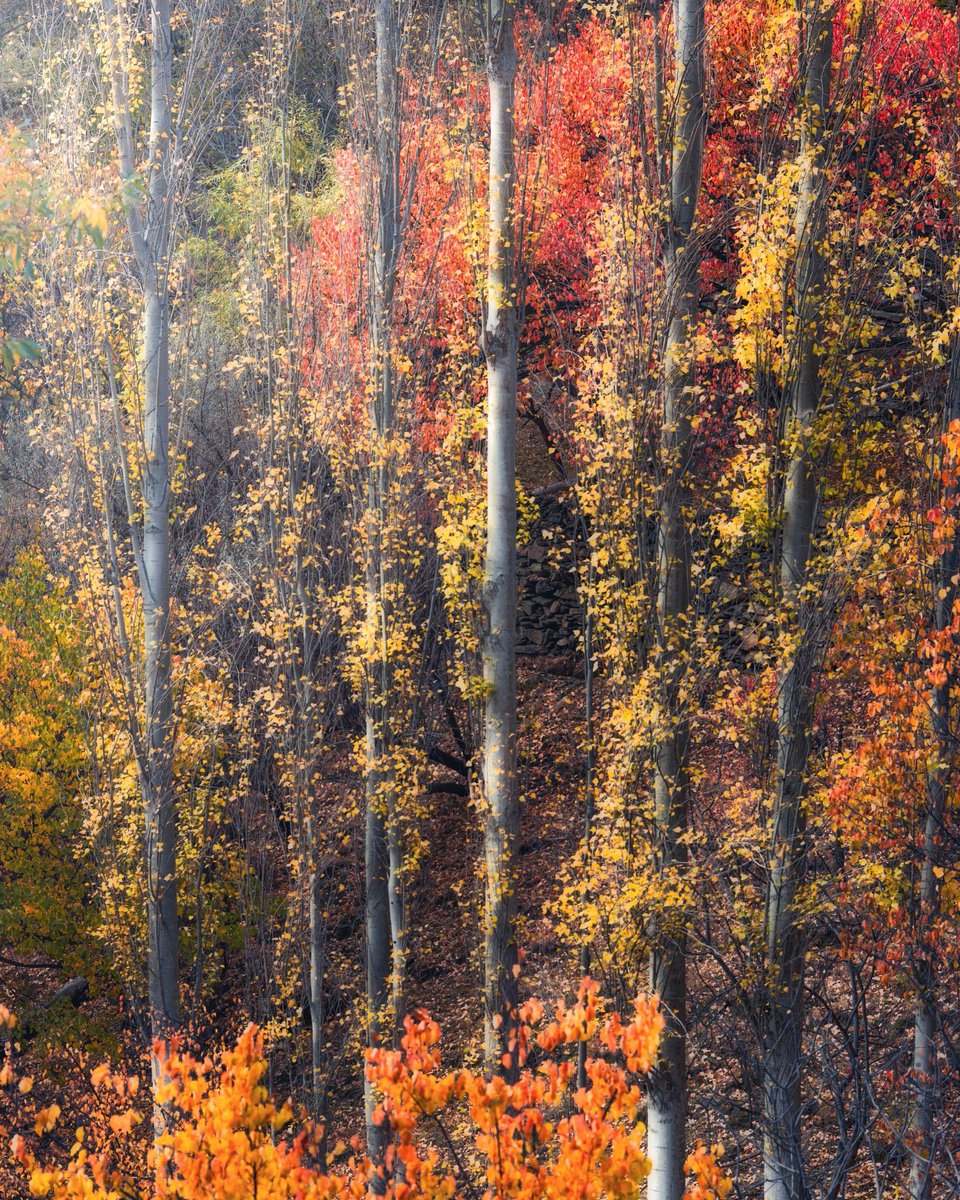 Haesum Ali 👷♂️📸 tweet media