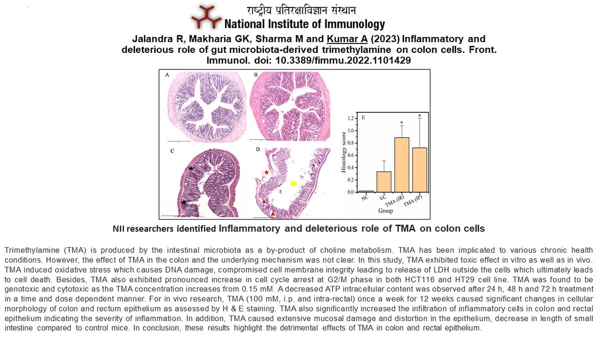 Scientist @AnilKumar_NII discovered a role of gut microbiota-derived trimethylamine (TMA) in #colon inflammation and possibly in #colorectalcancer #Cancer @DBTIndia @rajesh_gokhale @DrJitendraSingh Read full text👇 doi.org/10.3389/fimmu.…