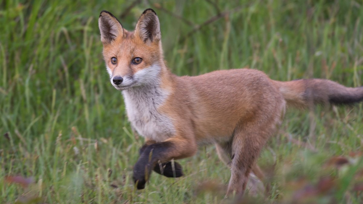 hourlyfoxes's tweet photo. HourlyFoxes presents: https://t.co/cK3ihbYFrA