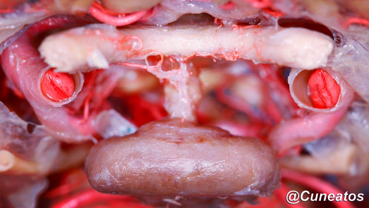 Su majestad: la hipófisis.