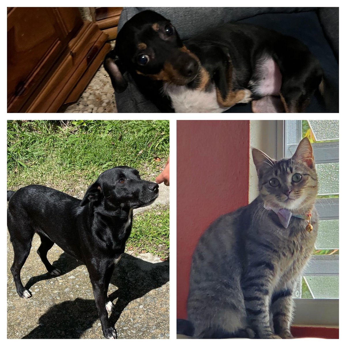 IslandDogOrg's tweet photo. New spay and neuter patients. Your donations at work! https://t.co/dUOzqhLWuu