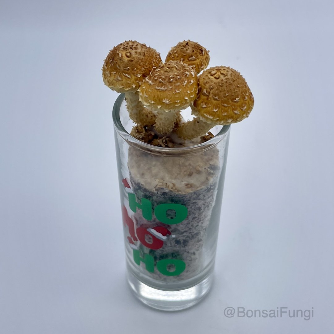 Chestnut mushrooms (Pholiota adiposa) 

Was it ready in time for the holidays? it was not. 

#bonsaifungi #mushrooms #mushroomart #chestnutmushrooms #Pholiotaadiposa