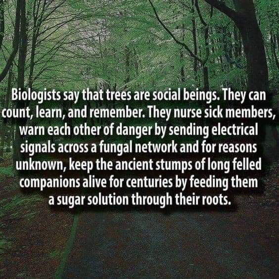 Halimaprinces's tweet photo. Next time you want to cut down trees,think about this.Trees are living organisms and they are sentient,they feel and they should be be protected at all costs.
#avoiddeforestation
#practiceaforestation
#Doaggroforestry https://t.co/LqdfWdUyYv
