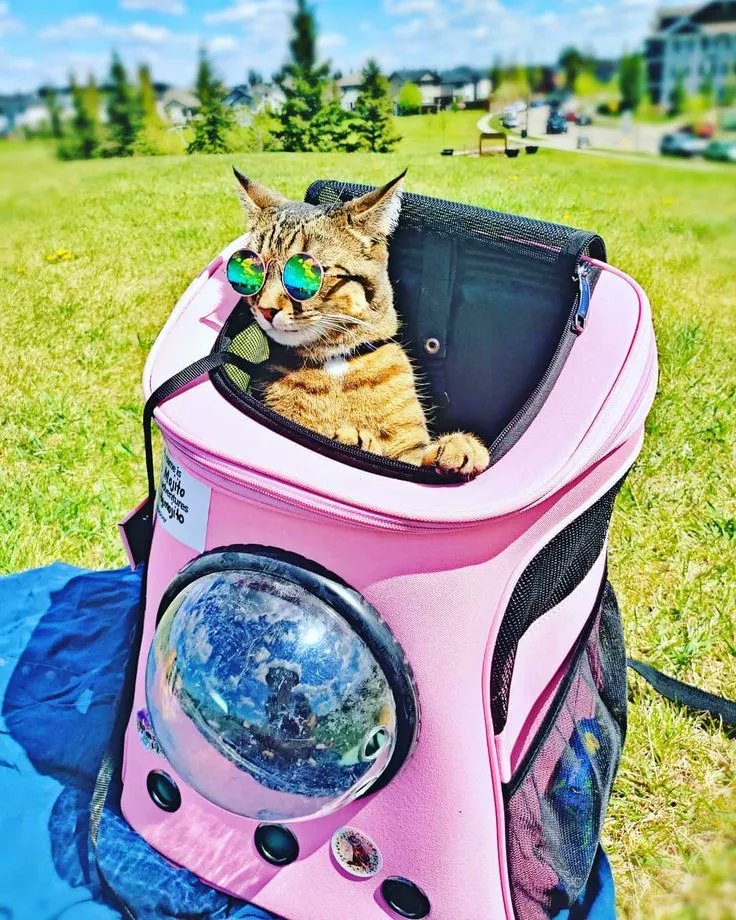 Safest & Best Cat Carriers for Luxury Cats 
buff.ly/3Wbw6ZN  #catsontwitter #catsoftwitter #cattree #cattower #CatsOfTwitter #cat #kitten #cattower #sundaymorning #catoftheday #catfurniture #pet  #meow #catphoto #catlover #catlifestyle #cutekitty #catshelves #catscratcher