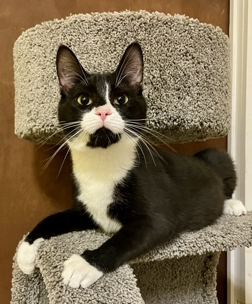What a character Jesse is! #Personality plus💖Can't you just tell from that face?😸 Let's find this boy his home! Pls RT to help. #cat #cats #kittens #kitten #pets #AdoptDontShop #Virginia #NoVA #DC #WashingtonDC #PositiveVibes #GoodNight #cute #Maryland #CatsLover #CatsOnTwitter