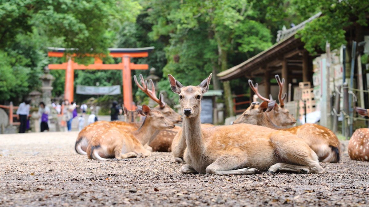 Web_Japan's tweet photo. #Nara is most famous for Nara Park and its cultural assets, some of them World Heritages🏯. The park is home to about 1,200 #deer🦌, which although completely wild, mingle fearlessly with crowds of tourists🤩 

🎥 https://t.co/ryae7CmFBd https://t.co/H0pZhSIoj4