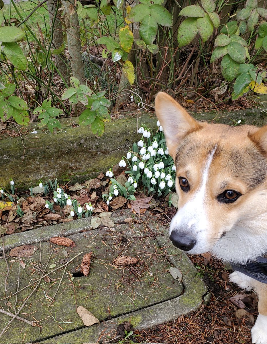 SpudCorgi's tweet image. Spring has sprung. #SpudleyDooTheCorgi #Corgi #spring2023 #flowers #Corgicrew #dogsoftwitter
