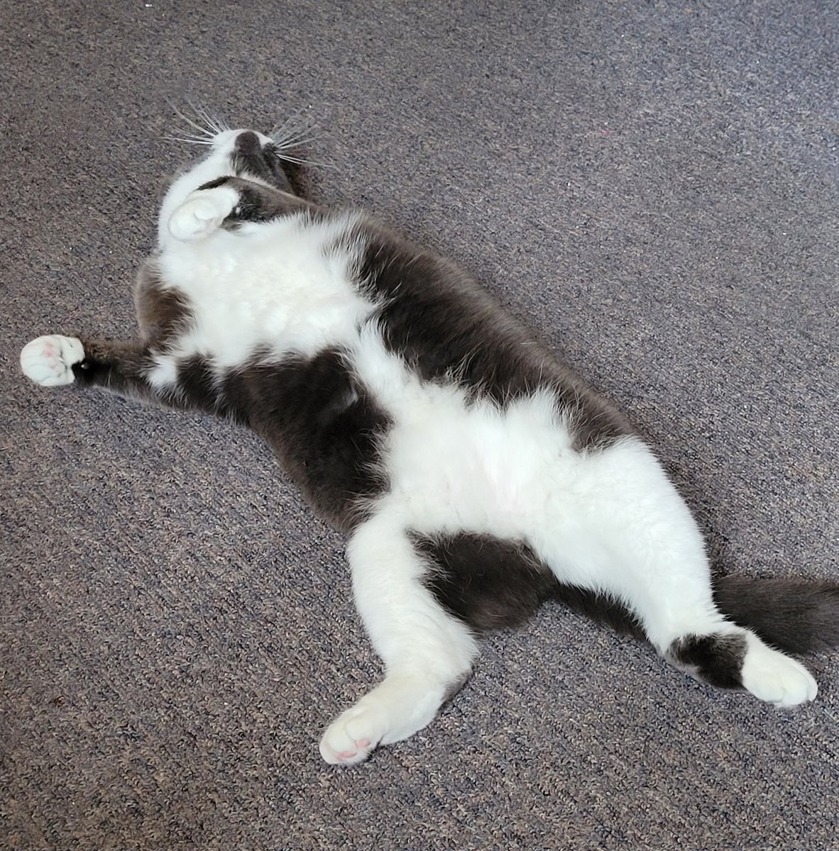 Too much catnip lol. Hey if you see this and I'm not following you back could you please leave a comment? I try to follow back but Twitter keeps crashing when I get so far down the list. Booo