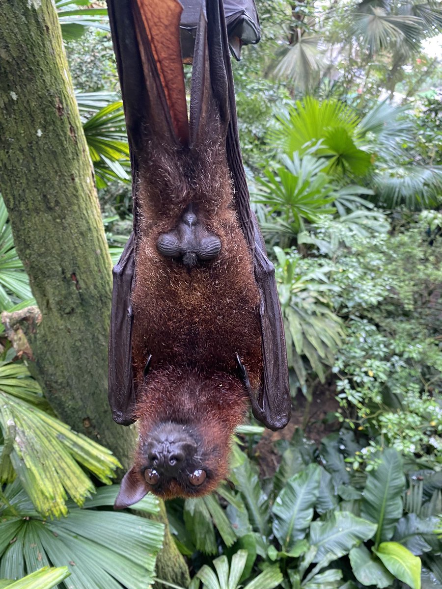シンガポール動物園で出会ったオオコウモリ。 赤毛のきれいな種類で