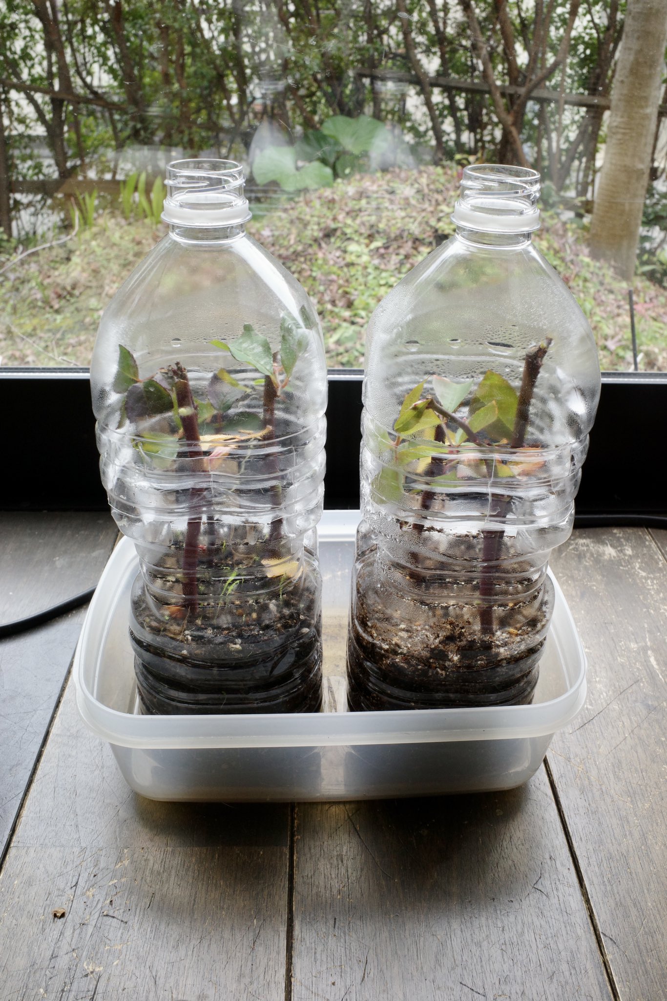 薔薇 挿し木 ペット ボトル