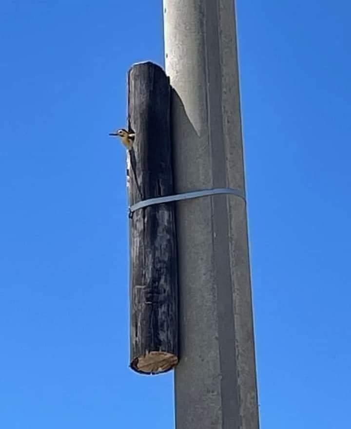 Hay esperanza 😍 cambiaron el poste y le dejaron su casita ❤️