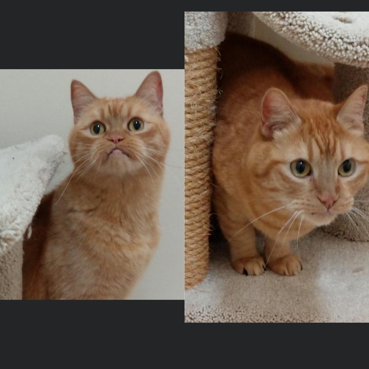 Meet Sweet Potato and Creamsicle!

They are 10yo brothers, bonded pair, 

Persian mixes and sweet as can be

Very friendly, good with other cats and would most likely do well with cat-friendly dogs as well. 

LOOK at these FACES.

In love yet? 

 #animalrescue #rescue #seniorpets