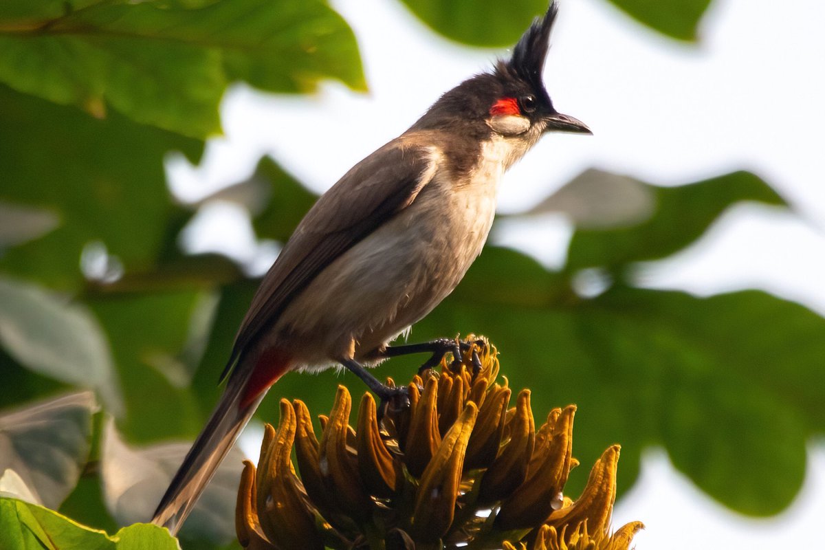 mitoGFP's tweet photo. Red-whiskered bulbul and Red-vented bulbul
@IndiAves #BirdsSeenIn2022 #birdphotography #canonphotography #birdwatching #wildlifephotography #indiAves #BirdTwitter #birding #birdsofjharkhand #bulbul #BirdsOfTwitter #natgeoindia https://t.co/osT8TEFezl