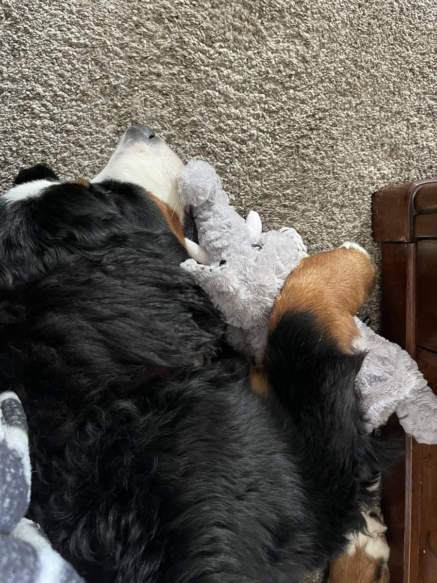 audrip16's tweet photo. Because snuggling the elephant keeps the nightmares away! #bernesemountaindog #envy https://t.co/G5l3FeMe6T