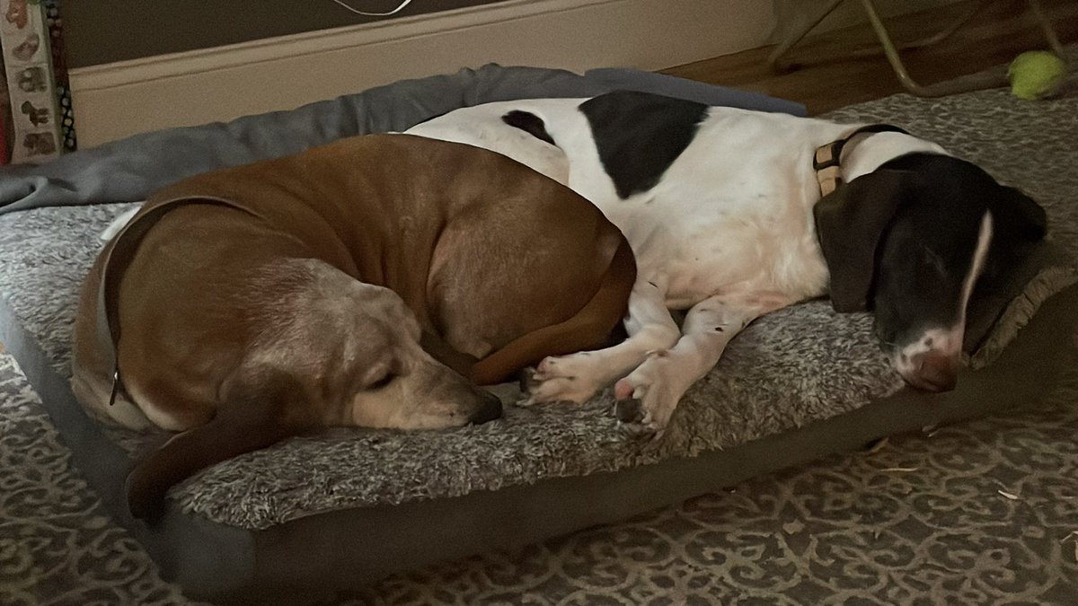 ldoggtiger's tweet photo. They never leave my side. https://t.co/FnHWIEORf5
