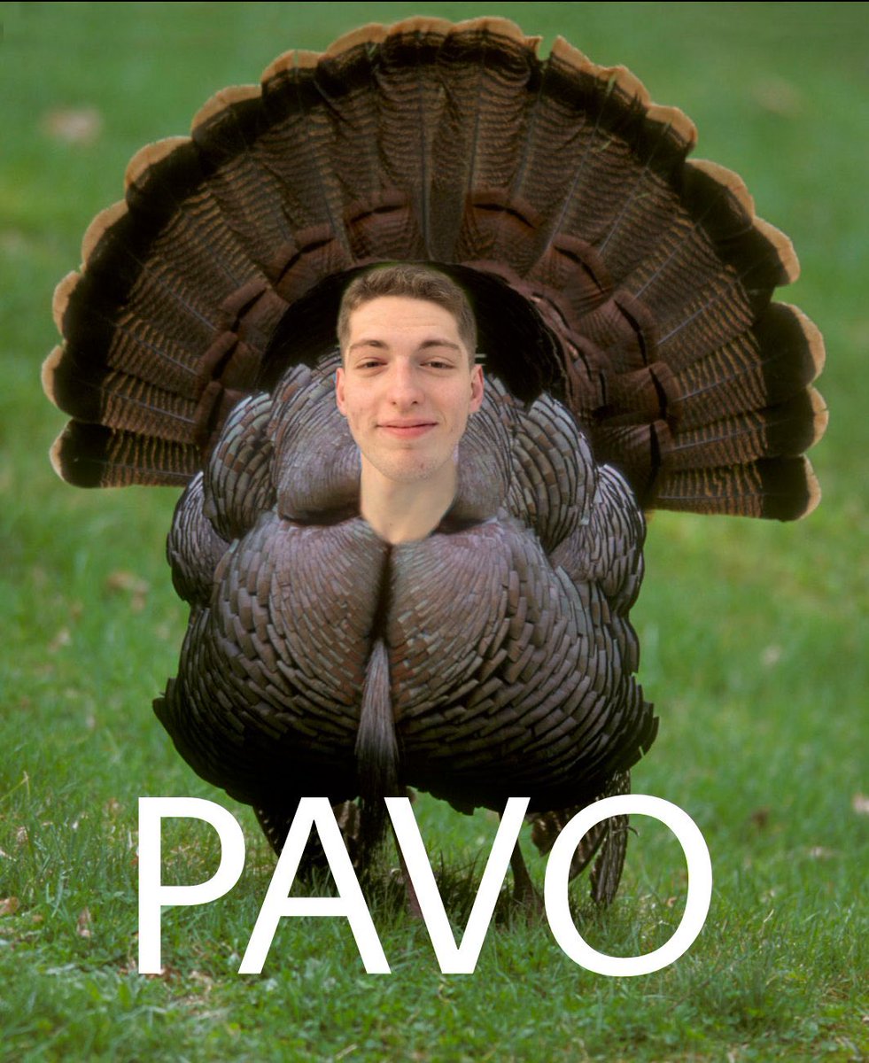 Pavo