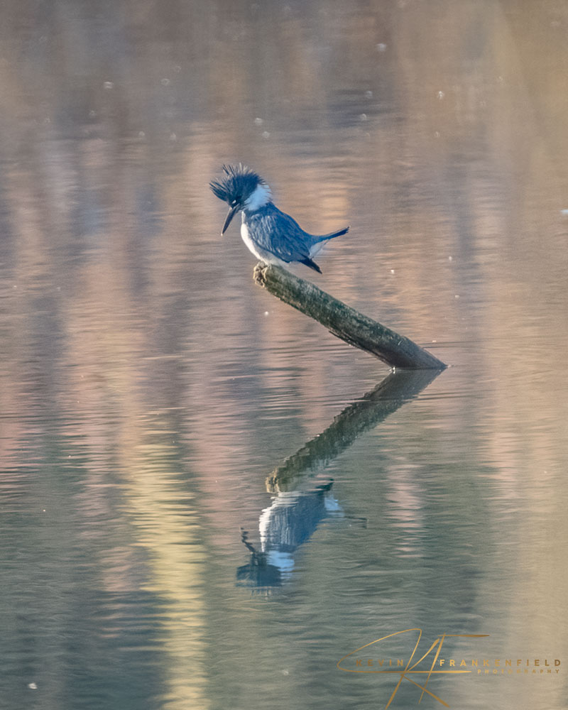 #beltedkingfisher #kingfisher #birdphotography #birdwatching #naturephotography #birdsofinstagram #nutsaboutbirds #birding