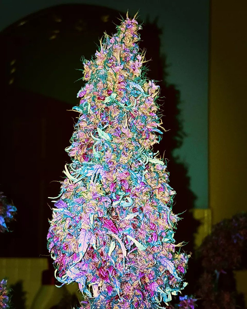 What strain is this? 👀

The most exotic weed strains of 2023
Read: bit.ly/3wdW7Nr