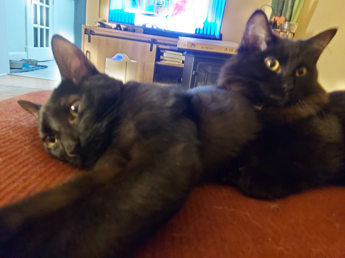 Definitely Not Stuart Buck tweet media