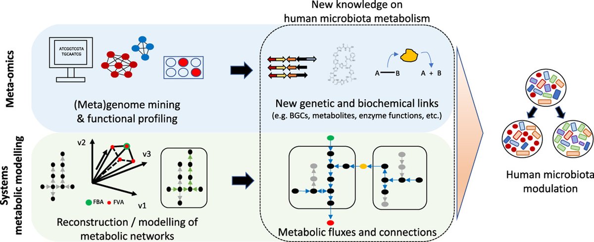 nus_syncti's tweet image. Composed of a complex community of beneficial and  pathogenic microbes, the microbiome plays a vital role in human health. 

To decipher metabolism in the microbiome, researchers are turning to #metaomics and metabolic modelling techniques 🤯 

Read here: onlinelibrary.wiley.com/doi/10.1002/bi…