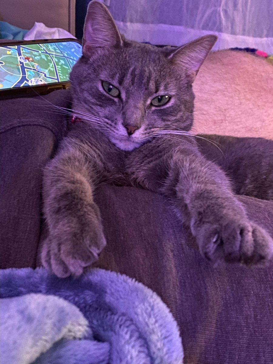 nap on dad but always facing mommmm 😻 #clementine #clem #CatsofTwittter #catlover #catlife #HumpDay #CatsOnTwitter #FYP