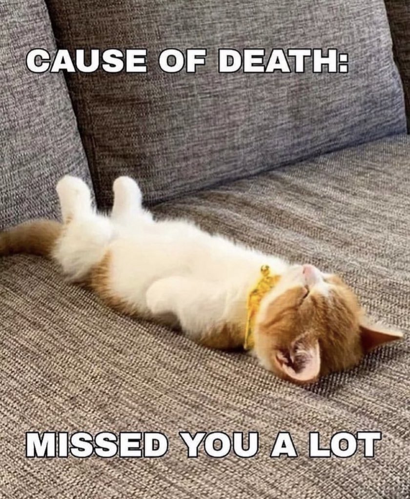 PostsOfCats's tweet photo. https://t.co/FvnitN3aXT