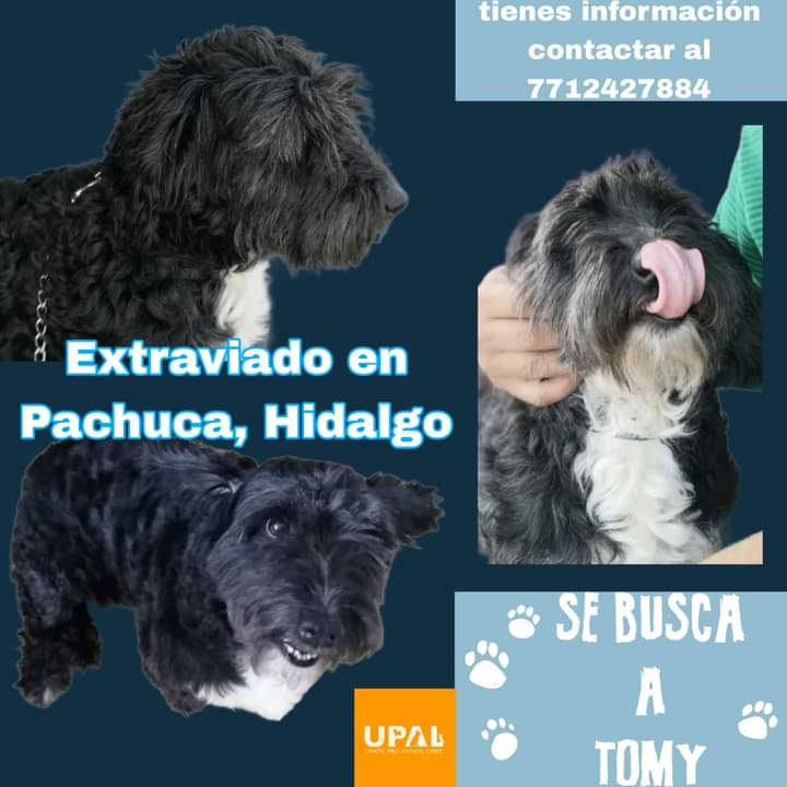 amilindaheidi's tweet image. #EXTRAVIADO 
#pachucahidalgo

TOMY se vio por última vez en el #fraccionamientoaquilesserdan alrededor de la 7 pm, traía collar azul y paliacate vino. Toda información por favor al 7712427884. Gracias.