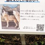 【遠吠えしている方々へ】天王寺動物園より残念なお知らせです。。