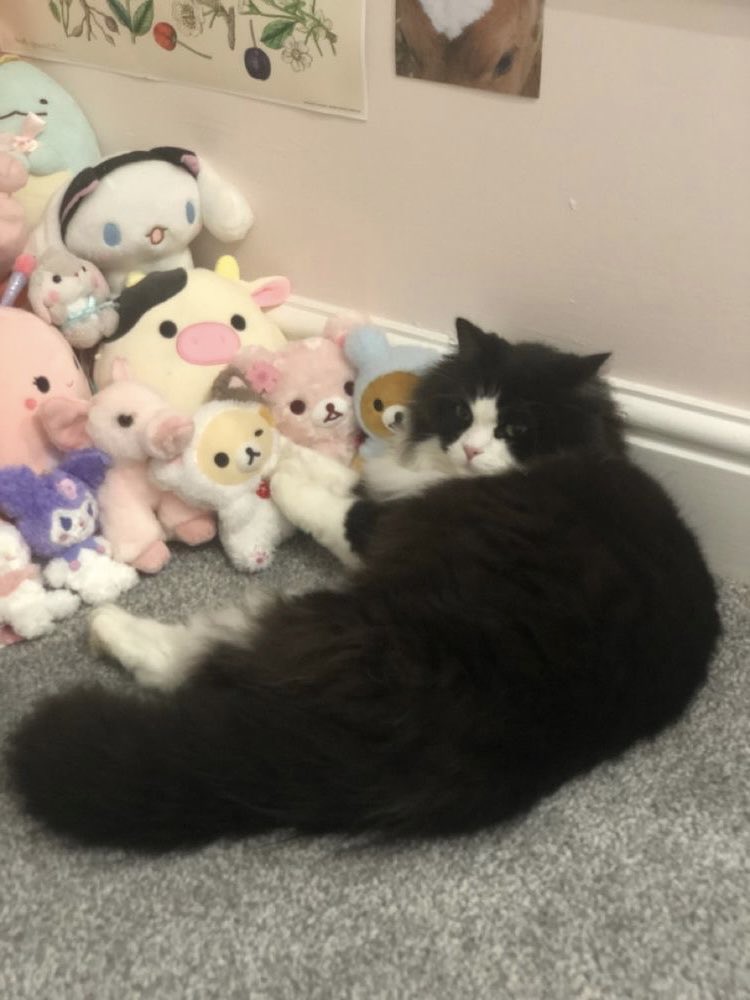 txt as cats ! tweet media
