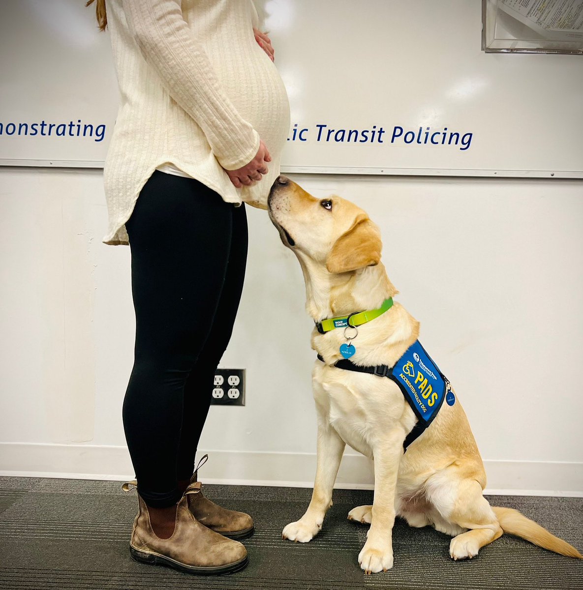 My job is to look after all the @transitpolicebc humans. Here I am checking on the human that’s still growing in a transit police detective’s belly #workingdog #policedog #Labrador #goldenlab #babybump #pregnancy #policeofficer #womeninlawenforcement  @BCWLECanada @MVTPK9