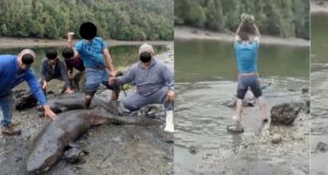 INoticias_CL's tweet photo. 🌻 Sernapesca presenta denuncia por maltrato animal de tiburones de 7 branquias matados a pedradas en Chiloé 🌎 https://t.co/sXRGsTapkH 
👉#INoticiasCL #Deporte #AdnRadio   #Greta #JacindaArdern #Walker #Dominga #Missa #HASTACUANDO #Ejército #ElSalvador #AEWDynam https://t.co/C54hRwAqLN