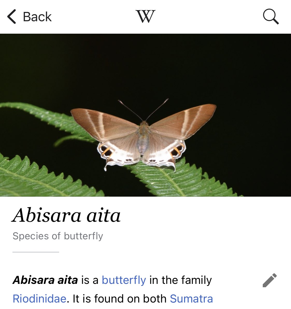 VisibleNature (@visiblenature) on Twitter photo Celebrating the very first images on Wikipedia of many butterfly species from Sumatra. Thanks to <a href="/FishGuyKai/">KaiTheFishGuy</a> for sharing them on <a href="/inaturalist/">iNaturalist</a> under a CC-BY-SA license 🦋
1. Abisara aita en.wikipedia.org/wiki/Abisara_a… Celebrating the very first images on Wikipedia of many butterfly species from Sumatra. Thanks to <a href="/FishGuyKai/">KaiTheFishGuy</a> for sharing them on <a href="/inaturalist/">iNaturalist</a> under a CC-BY-SA license 🦋
1. Abisara aita en.wikipedia.org/wiki/Abisara_a…