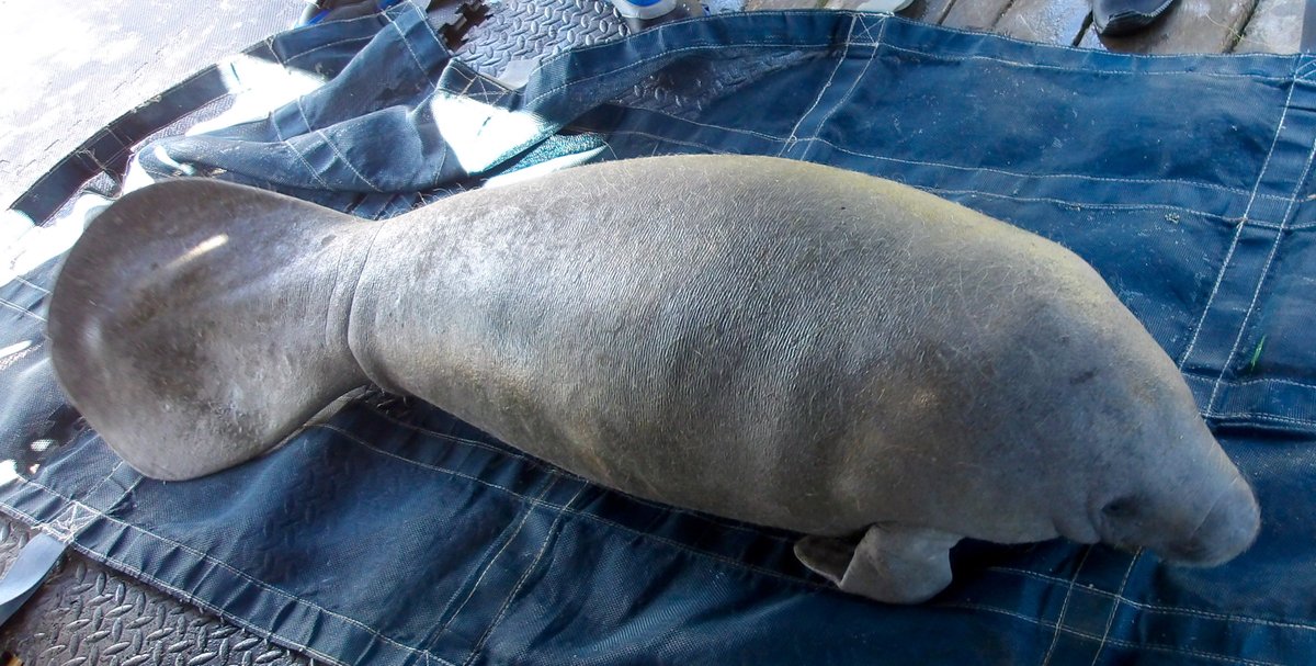 Nataly Castelblanco tweet media