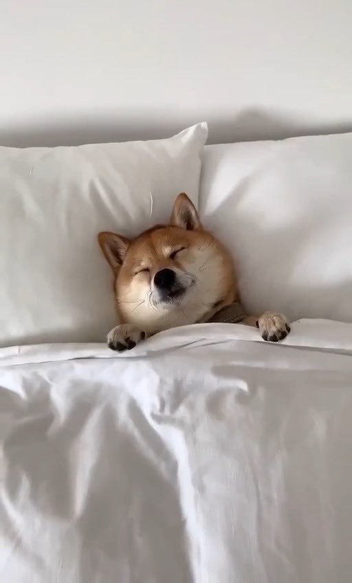 TreasChest's tweet image. One day I might be able to stay off Twitter and get some sleep 😁