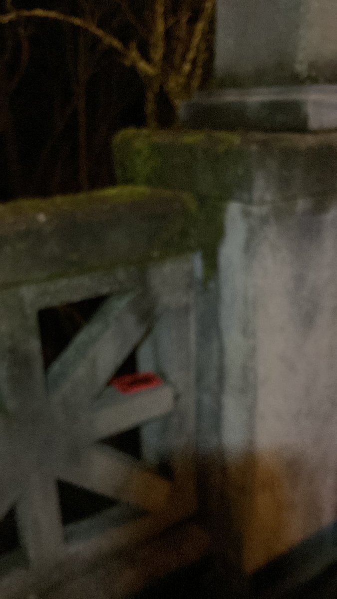 sunmonkey9's tweet image. #monkeyshines2023